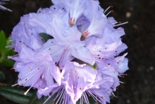 [Bild Rhododendron]