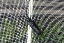 [Bild Eichenbockkäfer]