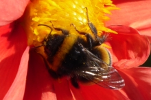 [Bild Dunkle Erdhummel]