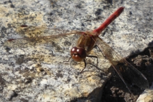 [Bild Gemeine Heidelibelle]