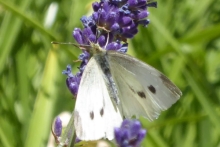 [Bild Kohlweißling]