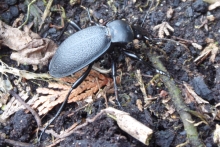 [Bild Lederlaufkäfer]