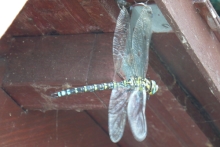 [Bild Mosaikjungfer]