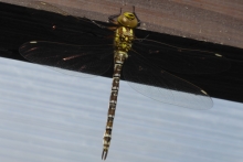 [Bild Mosaikjungfer]