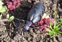 [Bild Schwarzblauer &Ouml;lk&auml;fer]
