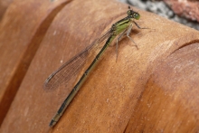 [Bild Große Pechlibelle]