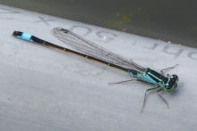 [Bild Große Pechlibelle]