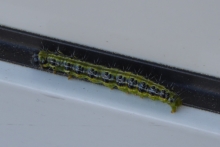 [Bild Raupe Buchsbaumzünsler]