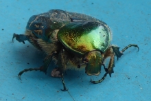 [Bild Gemeiner Rosenkäfer]