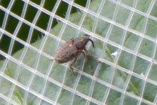 [Bild Kohltriebrüsseler]