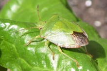 [Bild Grüne Stinkwanze]