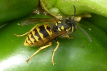 [Bild Deutsche Wespe]